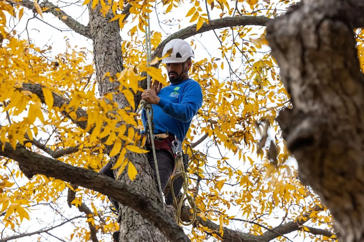 Skilled Tree Trimming crew working in Thompson